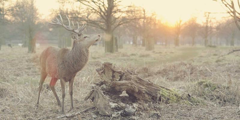 从《博德之门3》到《黑神话：悟空》：游戏资讯如何重塑单机游戏的玩家社区生态