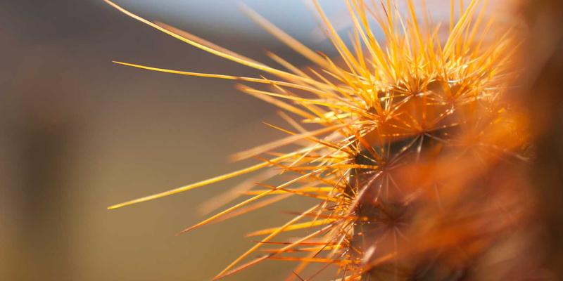 网络游戏与单机游戏:玩家社区如何塑造现代游戏体验